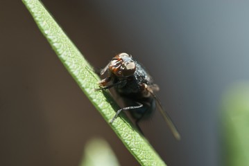 Closeup blue fly on green leaf with big proboscis side view