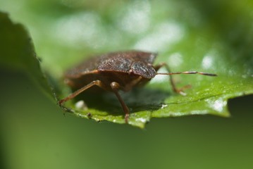 Shiny Elasmucha grisea, parent bug, shield bug on green leaf
