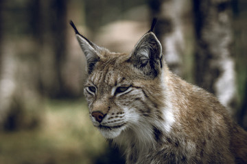 Animal portrait of a beautiful lynx outdoors in the forest. Wildlife, wilderness, outdoors, animal, predator, eyes, killer, beautiful, moment concept.