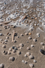 Muscheln im Sand am Meer