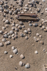 Muscheln im Sand am Meer