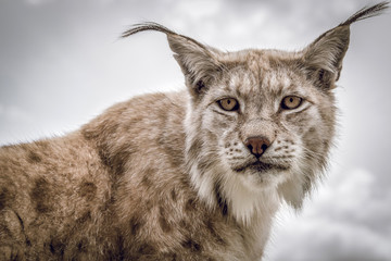 Animal portrait of a beautiful lynx outdoors in the forest. Wildlife, wilderness, outdoors, animal, predator, eyes, killer, beautiful, moment concept.