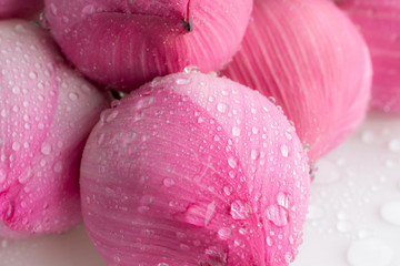 Water droplets on pink lotus flowers.