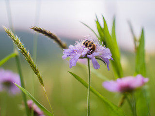 A bug on the flowers in the green grass