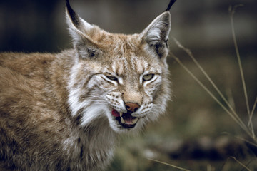 Animal portrait of a beautiful lynx outdoors in the forest. Wildlife, wilderness, outdoors, animal, predator, eyes, killer, beautiful, moment concept. © Jon Anders Wiken