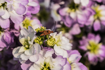 bee on flower