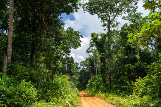 Ramal Principal da Reserva Extrativista Chico Mendes em Xapuri, Acre