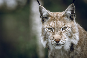 Animal portrait of a beautiful lynx outdoors in the forest. Wildlife, wilderness, outdoors, animal, predator, eyes, killer, beautiful, moment concept.