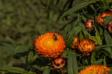yellow flowers on a black background