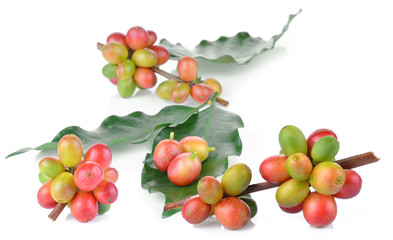 fresh coffee beans isolated on white background