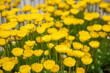 Obraz premium 黄色い花たち