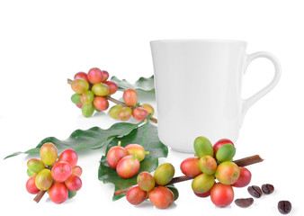 fresh coffee beans isolated on white background