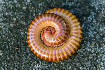 giant millipede millipede curled up on the ground