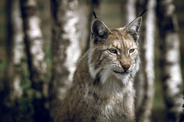 Animal portrait of a beautiful lynx outdoors in the forest. Wildlife, wilderness, outdoors, animal, predator, eyes, killer, beautiful, moment concept.