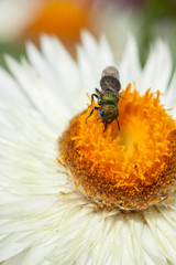 bee on a flower