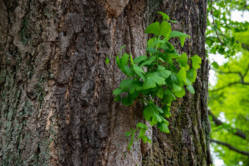 伸びていく大樹
