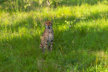 Cheetah walks through long grass in savannah Acinonyx jubatus