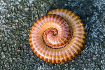 giant millipede millipede curled up on the ground