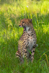 Cheetah walks through long grass in savannah Acinonyx jubatus