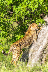 Cheetah walks through long grass in savannah Acinonyx jubatus