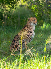 Cheetah walks through long grass in savannah Acinonyx jubatus