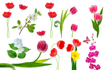 Bright colorful spring flowers isolated on white background.