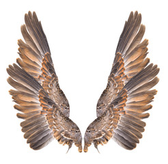 Wing bird isolated on white background