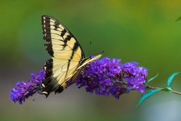 Tiger Swallowtail Butterfly on Purple Flower Blooms