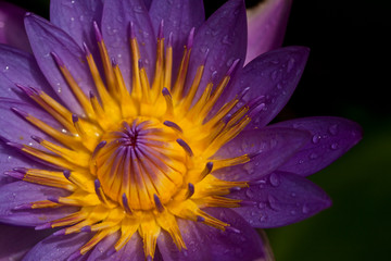 purple lotus flower