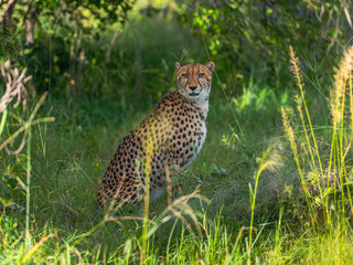 Cheetah walks through long grass in savannah Acinonyx jubatus