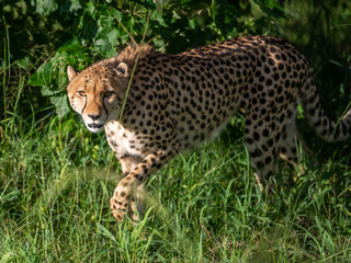 Cheetah walks through long grass in savannah Acinonyx jubatus