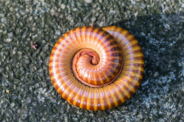 giant millipede millipede curled up on the ground