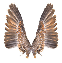 Wing bird isolated on white background