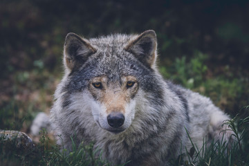 Naklejka na ściany i meble Grey wolf relaxing in the grass. Wilderness, wolf, predator, relaxing, animal, usa, america, bush concept.