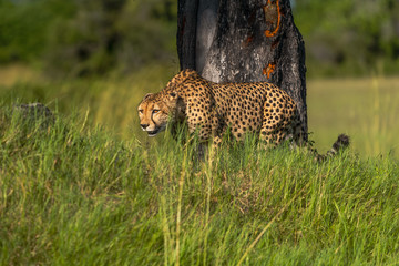 Cheetah walks through long grass in savannah Acinonyx jubatus