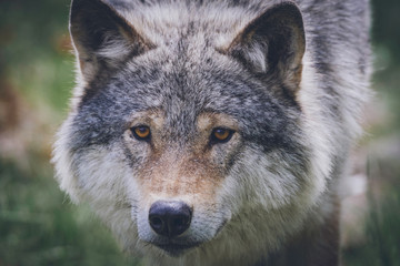 Naklejka na ściany i meble Grey wolf portrait in the wilderness. Wolf, animal, wildlife, northern america, usa, alaska, predator, killer concept.