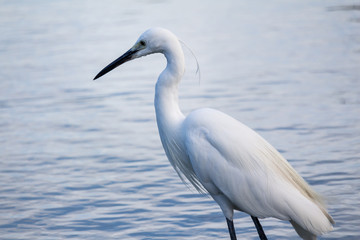 great white egret or great white heron stand on the pond.