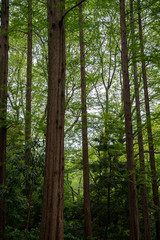 Fototapeta premium 杉の森