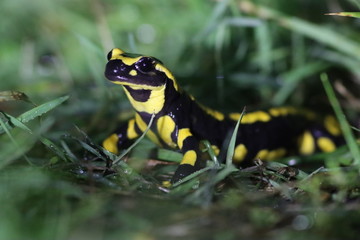 Salamandre