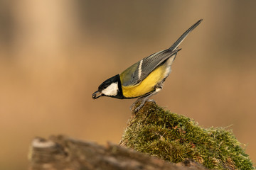 Beautiful nature scene with Great tit (Parus major). Wildlife shot of Great tit (Parus major) on branch. Great tit (Parus major) in the nature habitat.