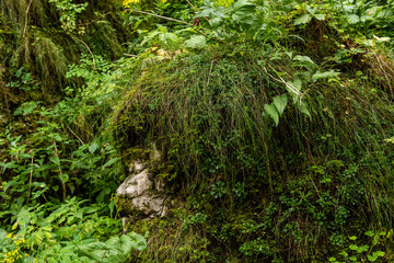 Green moss covering up wood and stone; dark forest