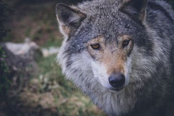 Naklejka na ściany i meble Grey wolf with scars in nature portrait. Closeup, moment, predator, wlldlife, usa, wolf pack, animal, scar concept.