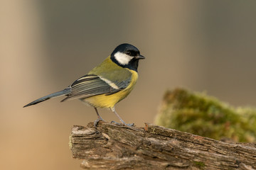Fototapeta premium Beautiful nature scene with Great tit (Parus major). Wildlife shot of Great tit (Parus major) on branch. Great tit (Parus major) in the nature habitat.