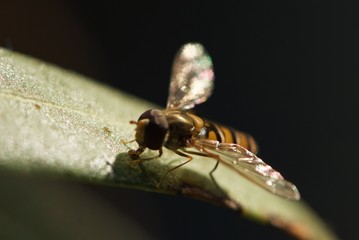 shiny gold wasp with big eyes on leaf of oleander side view