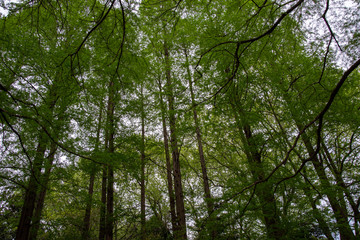 Obraz premium 杉の森