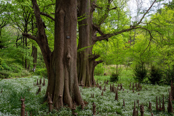 巨木と白い花の群生