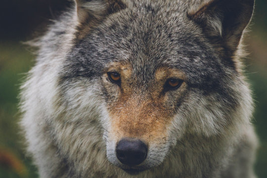 Closeup portrait of a beautiful grey wolf in nature. Eyes, predator, killers, hunt, hunter, hunting, alaska, north, animal, animals concept.