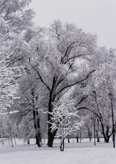 tree in winter