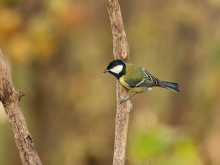 Beautiful nature scene with Great tit (Parus major). Wildlife shot of Great tit (Parus major) on branch. Great tit (Parus major) in the nature habitat.