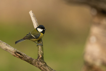 Beautiful nature scene with Great tit (Parus major). Wildlife shot of Great tit (Parus major) on...